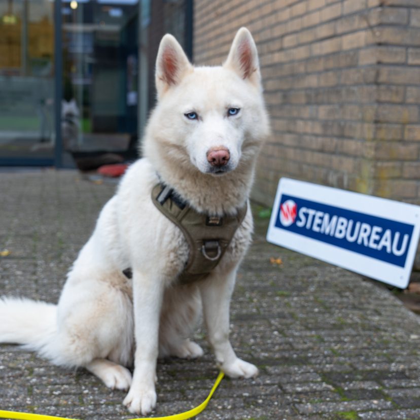 Davi bij stembureau