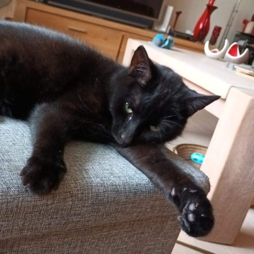 Zwarte kat ligt op tafel