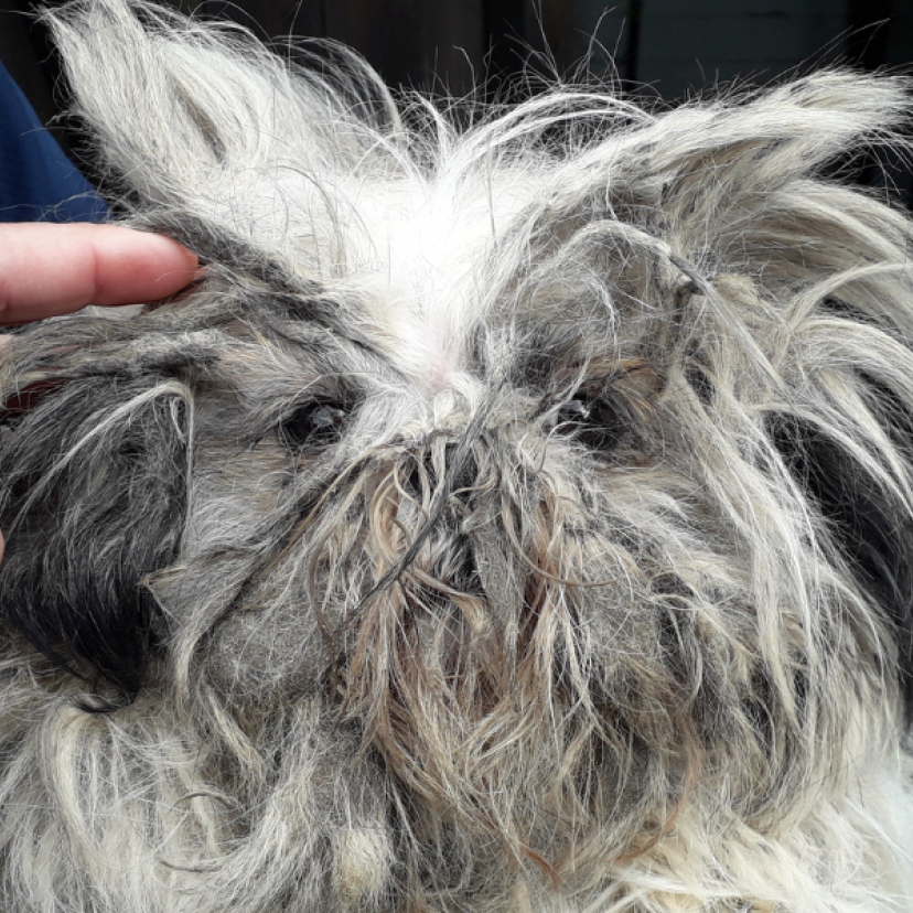 Honden Noardeast Fryslân Foto 1