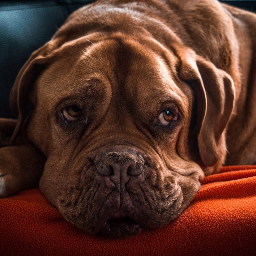 Een hond