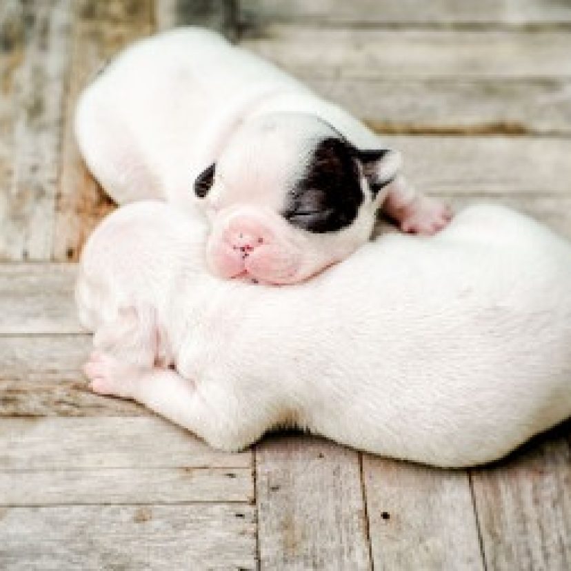 Platsnuitigefransebuldogs