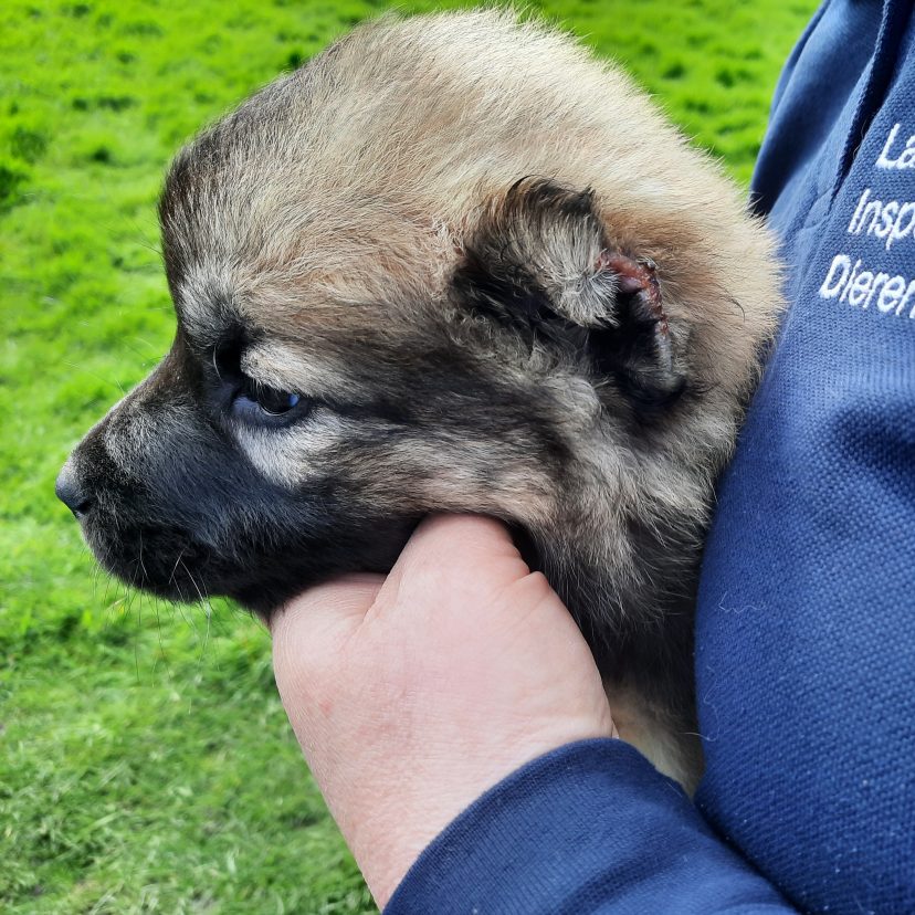 Pup Alblasserdam Rotterdam 1