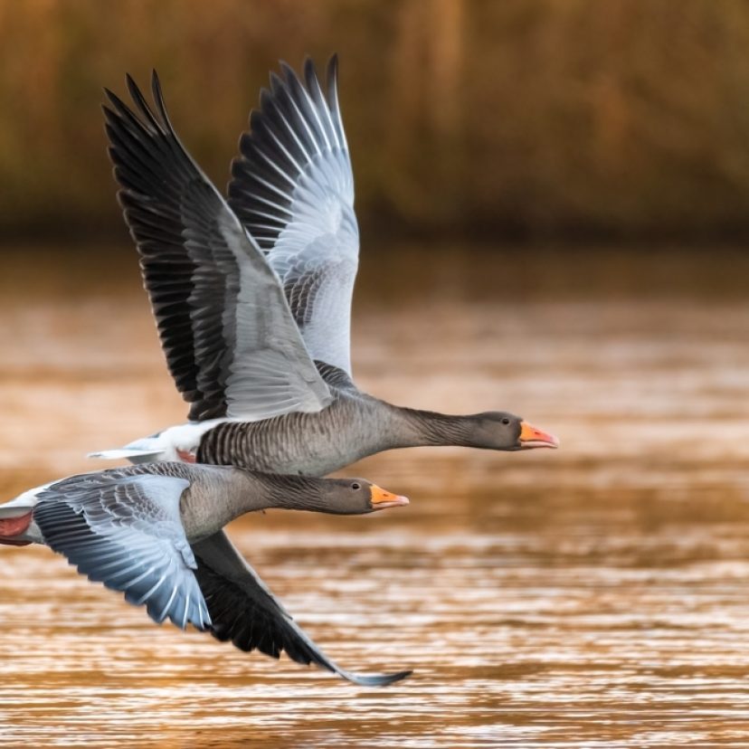 Shutterstock grauwe gans