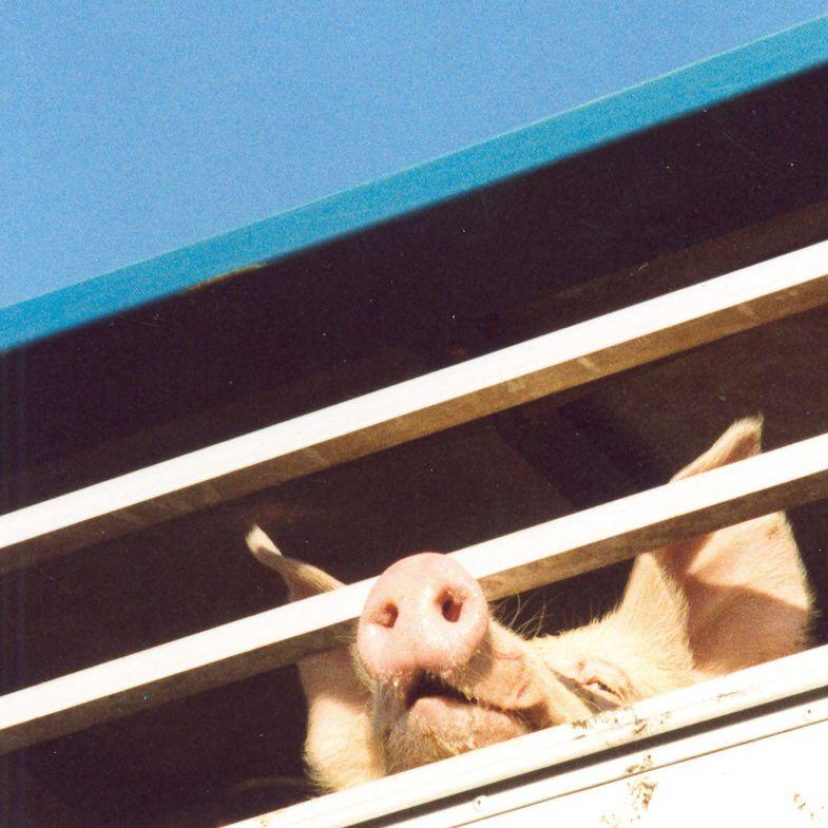 Varkens op transport