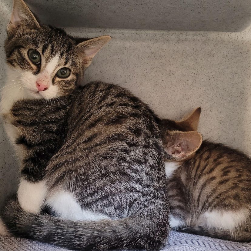 Twee bange katten in een krabpaal