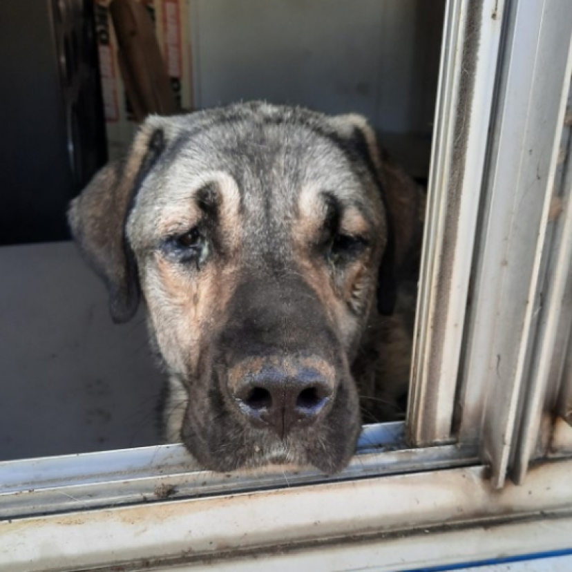 Website LID hond raam