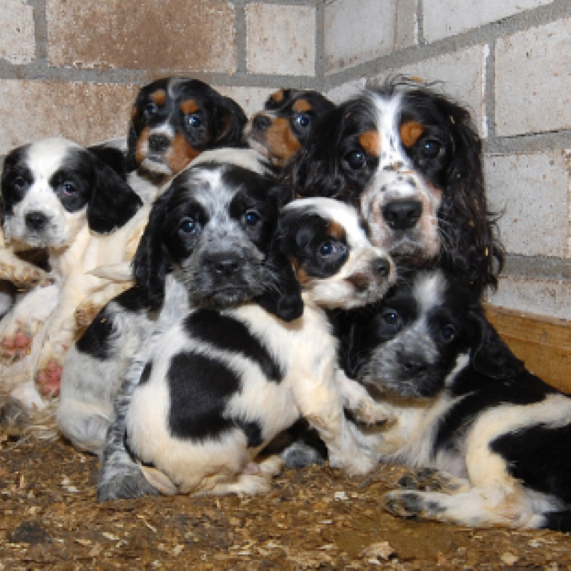 Website cover hond fokker puppyhandel