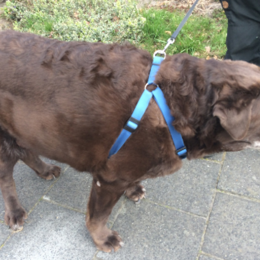 Website cover hond obese