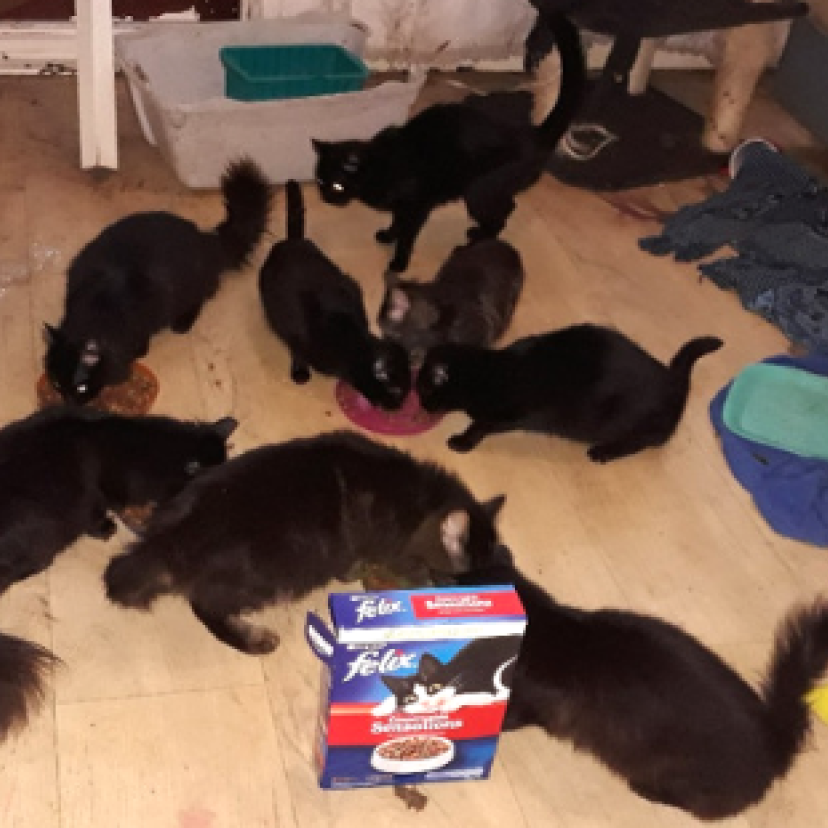 Website cover katten zwart eten