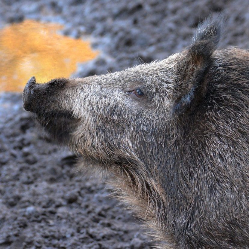 Boar 614729 960 720