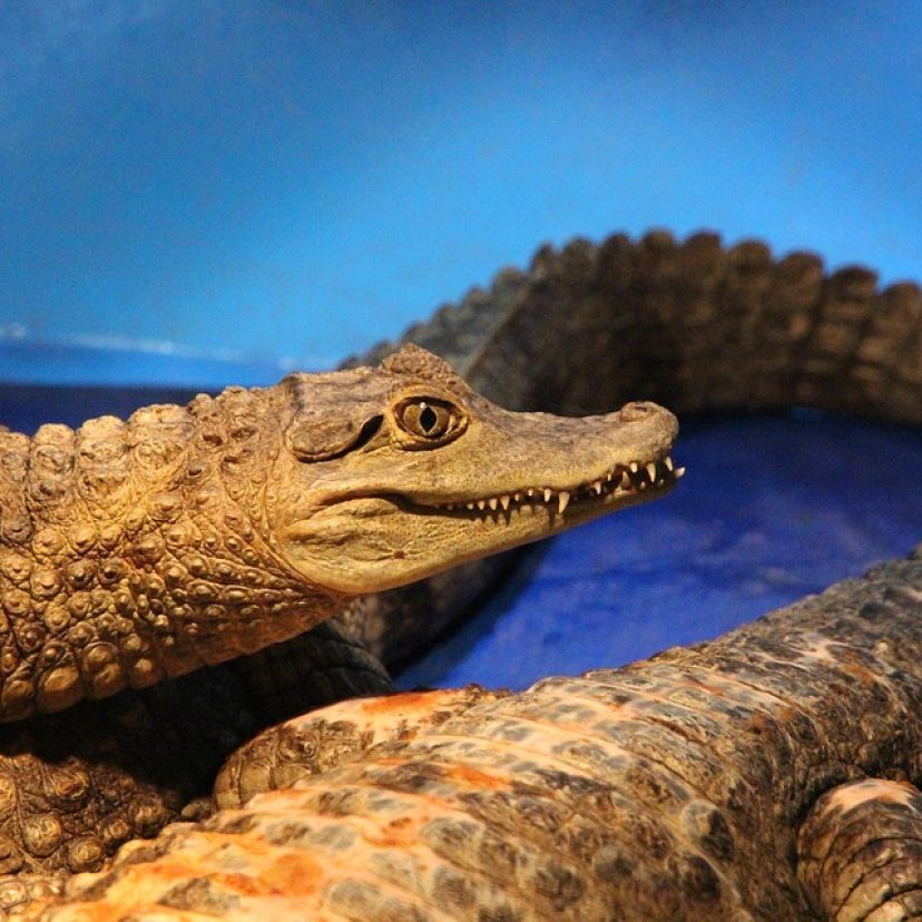 Caiman 3530399 960 720