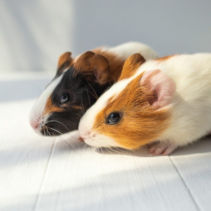 Cavia's
