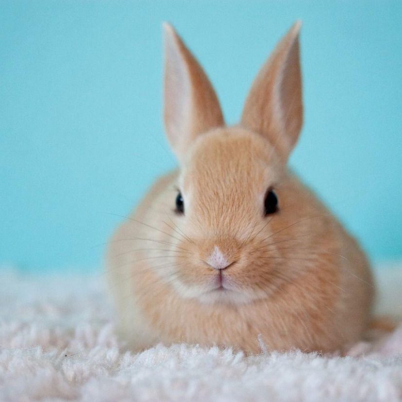 Cute 2500929 1280