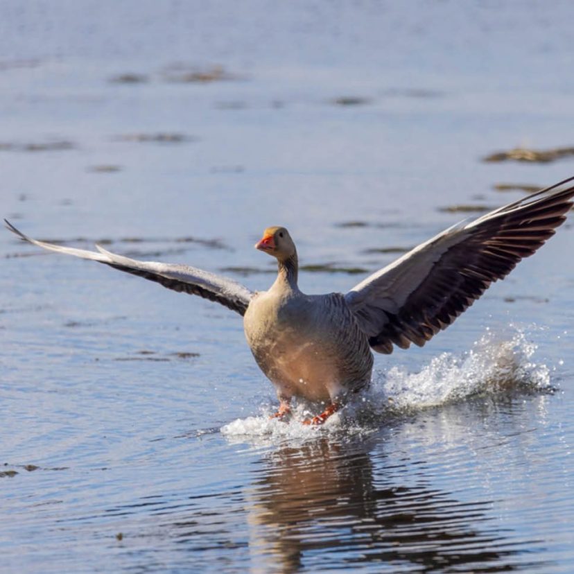 Grauwe gans 24