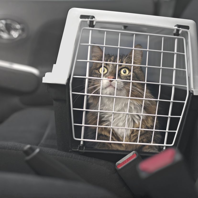 Een kat in een reismandje