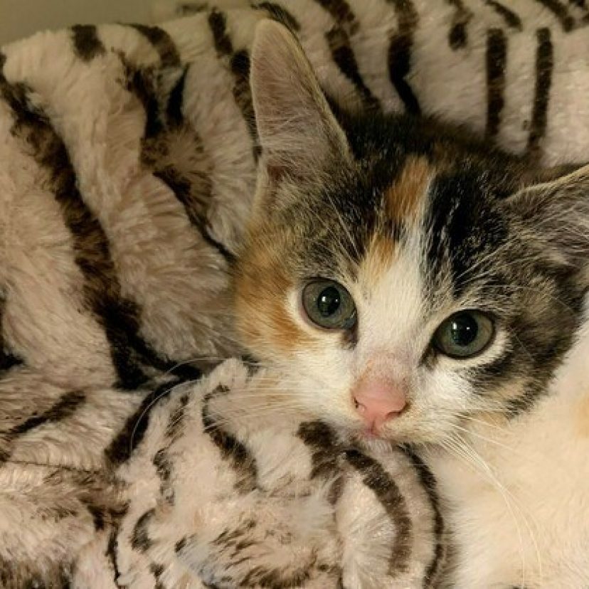 Kittenactie crowdfunding 2