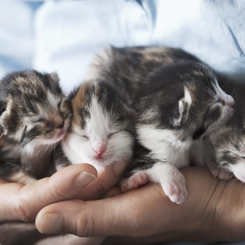 Kittens worden vastgehouden