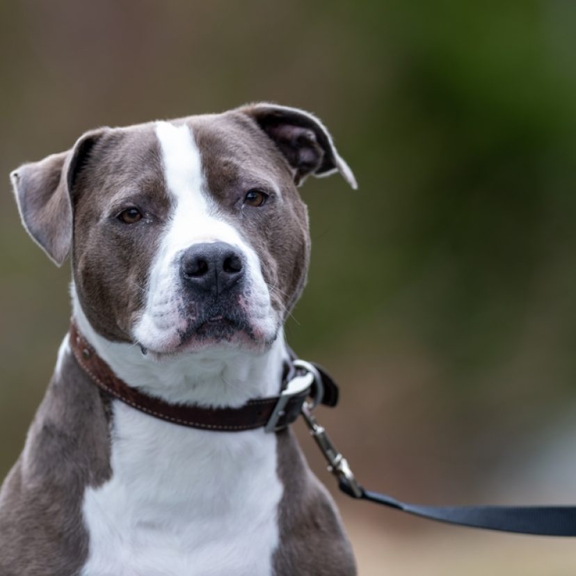 Pitbull shutterstock lr