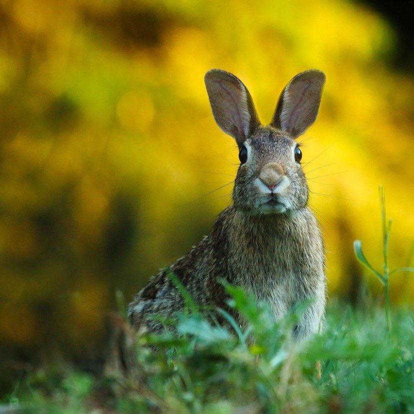 Rabbit 1882699 1280