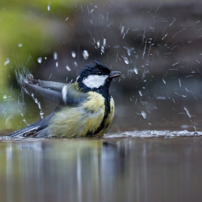Vogeltje in een bad