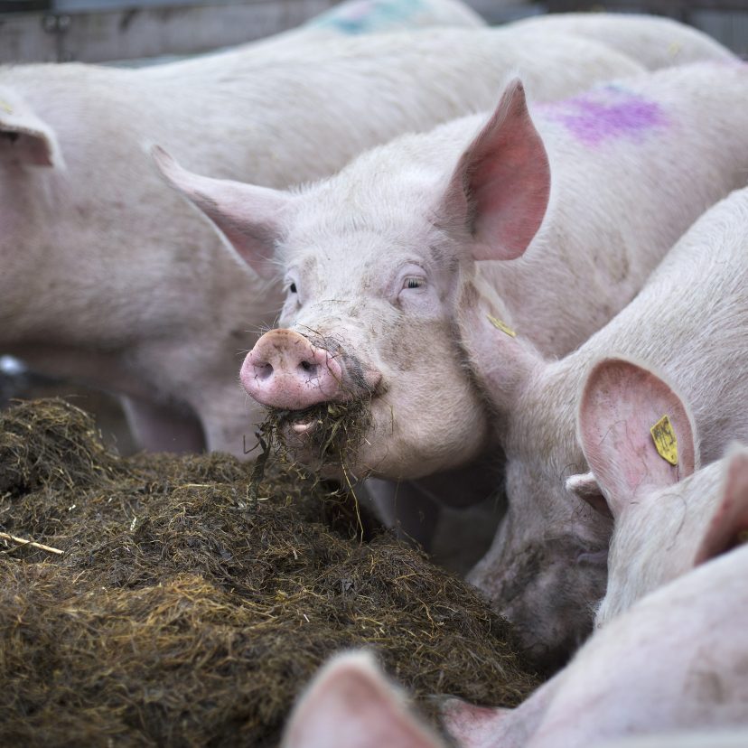 Varkens in een stal