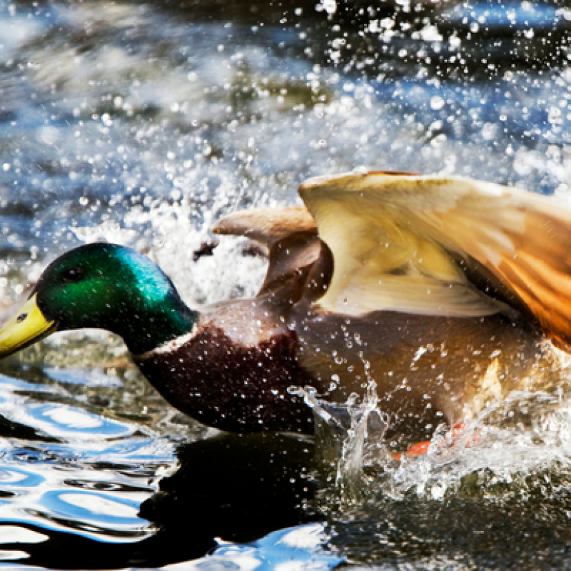 Vogelgriep2