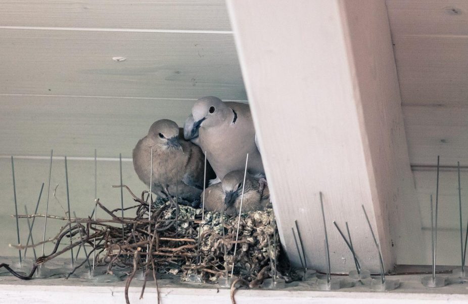 Duiven op een nest