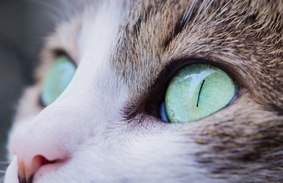 Close-up foto van een kat
