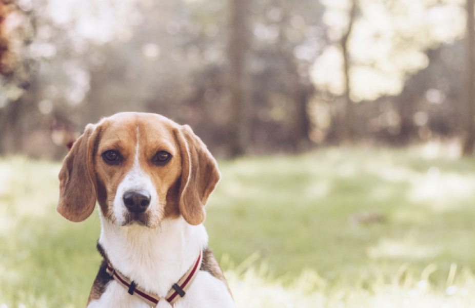De beagle Lara