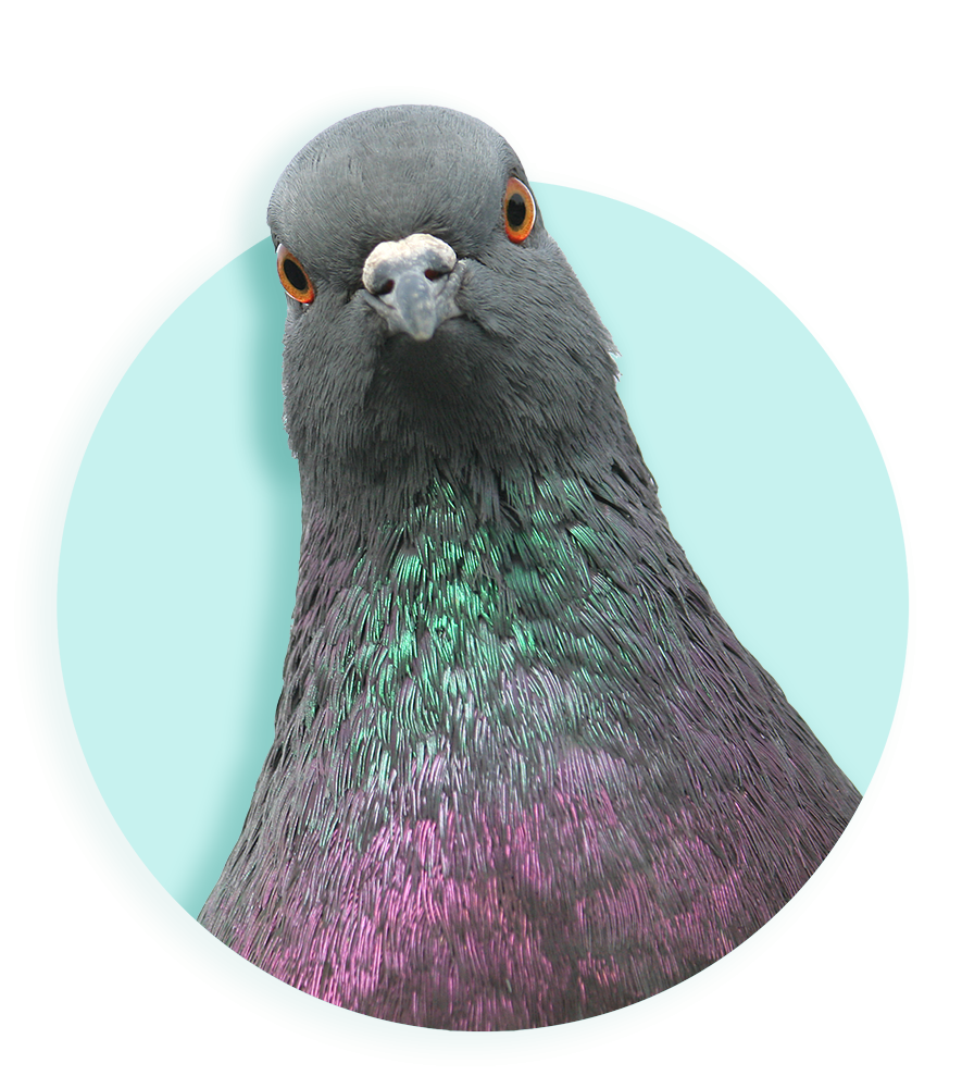 Een duif