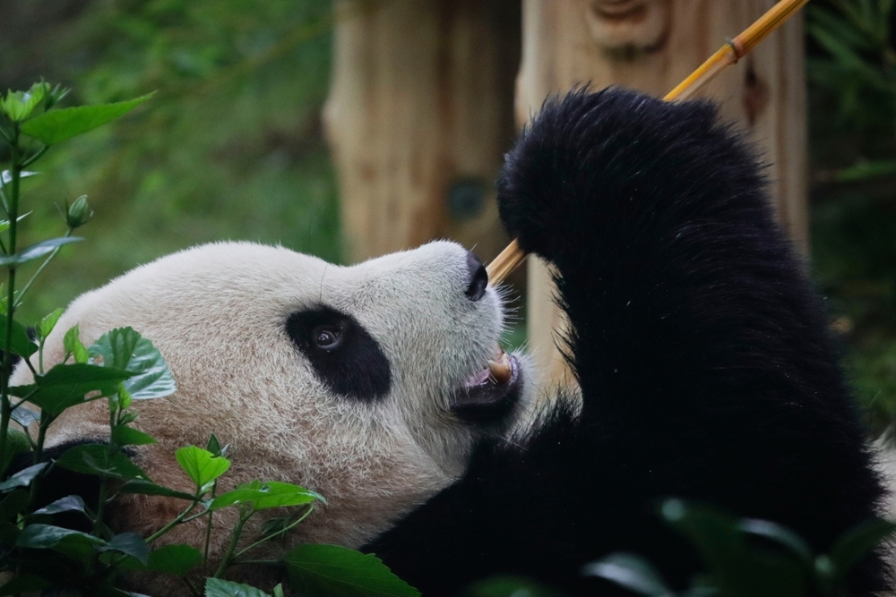 Pandabeer