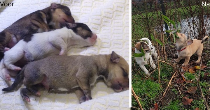 Drie gedumpte puppy's