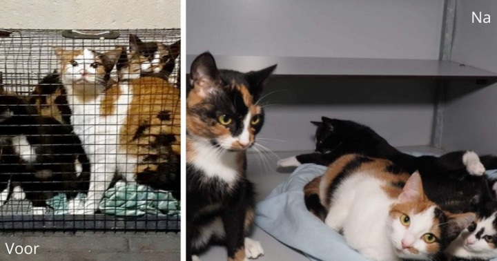 Poezen en kittens