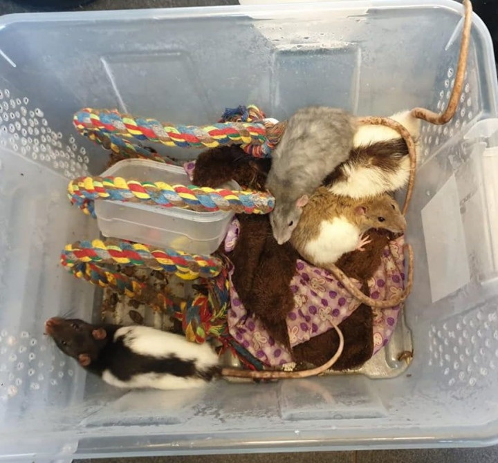 Een groep gedumpte ratten