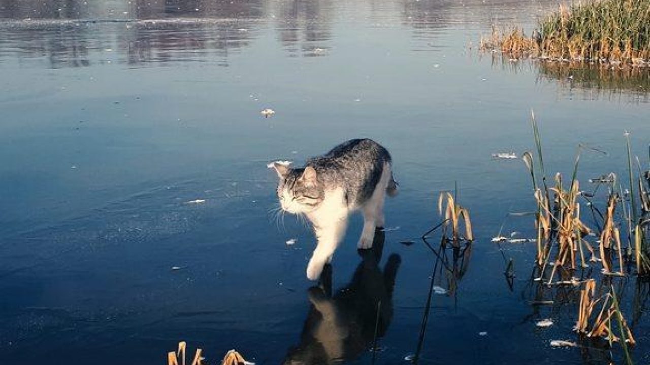 IJs is levensgevaarlijk voor katten