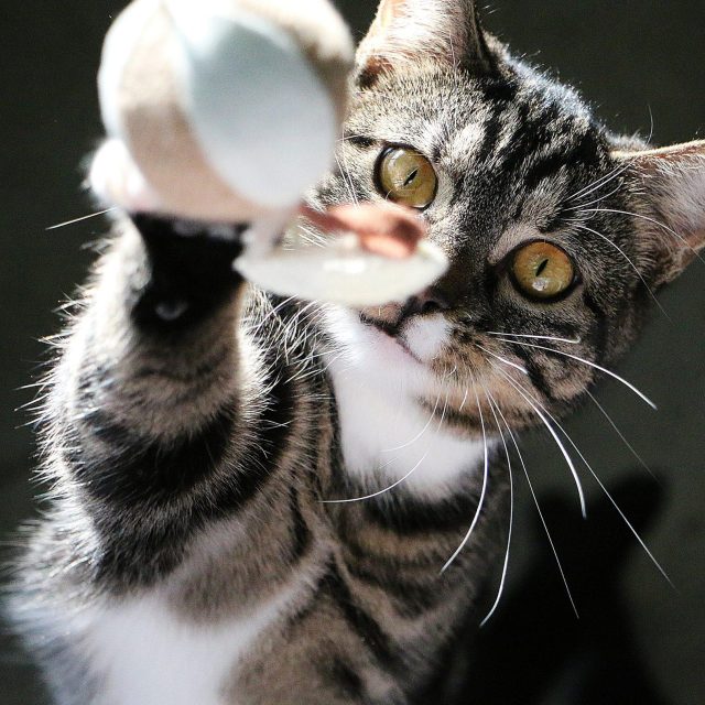 'Gratis' katten op het internet