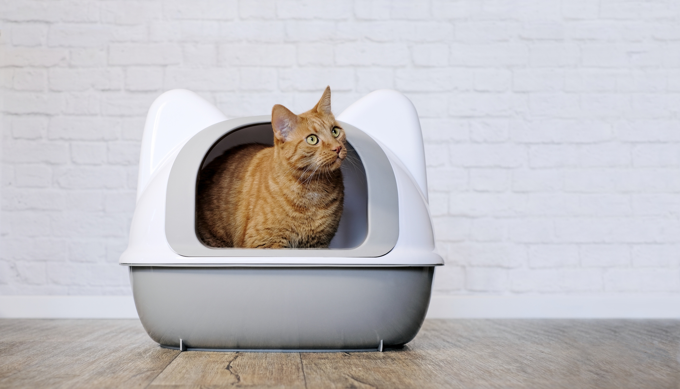 Kat in kattenbak