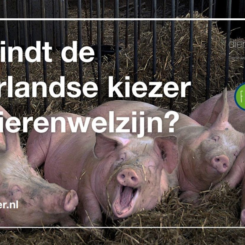 Screenshot dierenkieswijzer