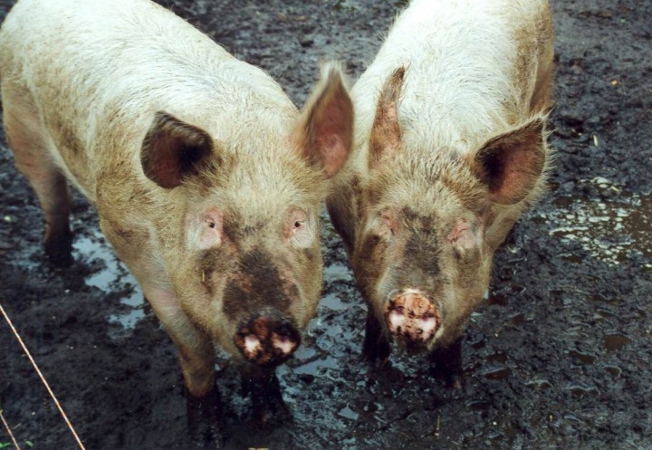 Varkens in de modder