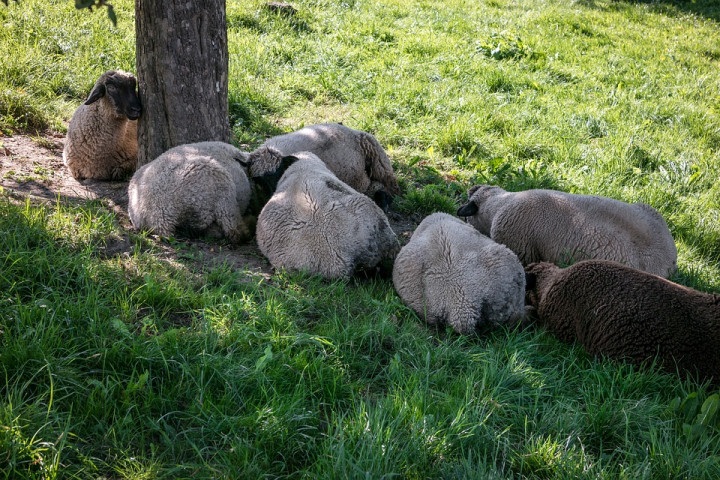 Schapen in de schaduw van een boom