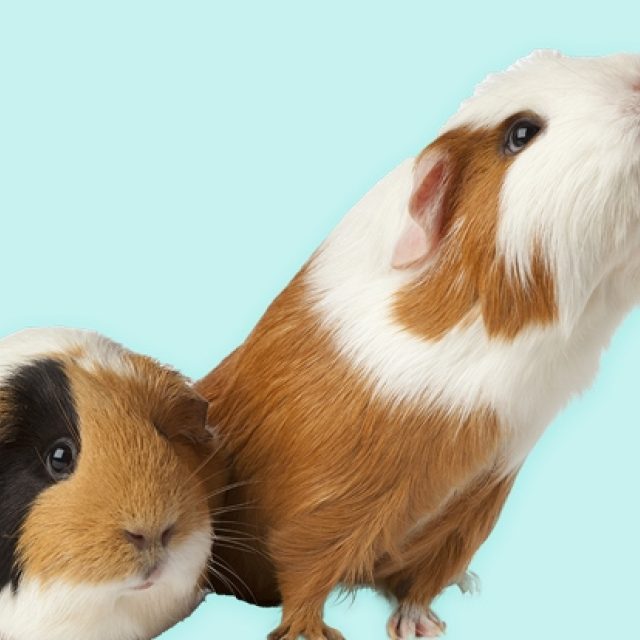 Ben jij geschikt voor cavia's?