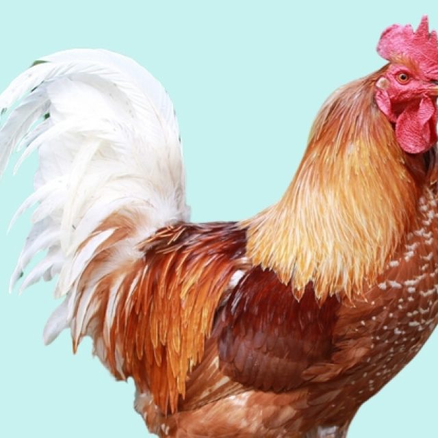 Een haan in de tuin?