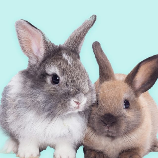 Wil jij konijnen adopteren?