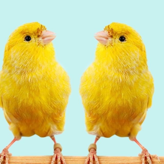 Wil jij kanaries in huis?