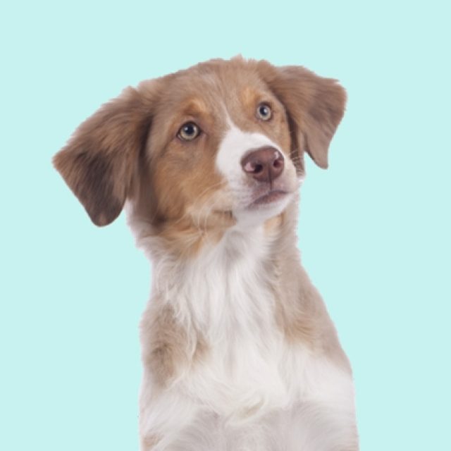 Heb jij tijd voor een hond?