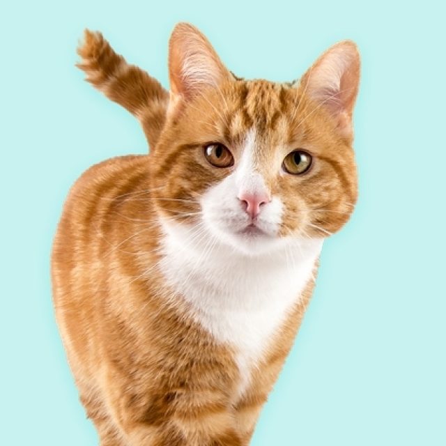 Kan jij voor een kat zorgen?