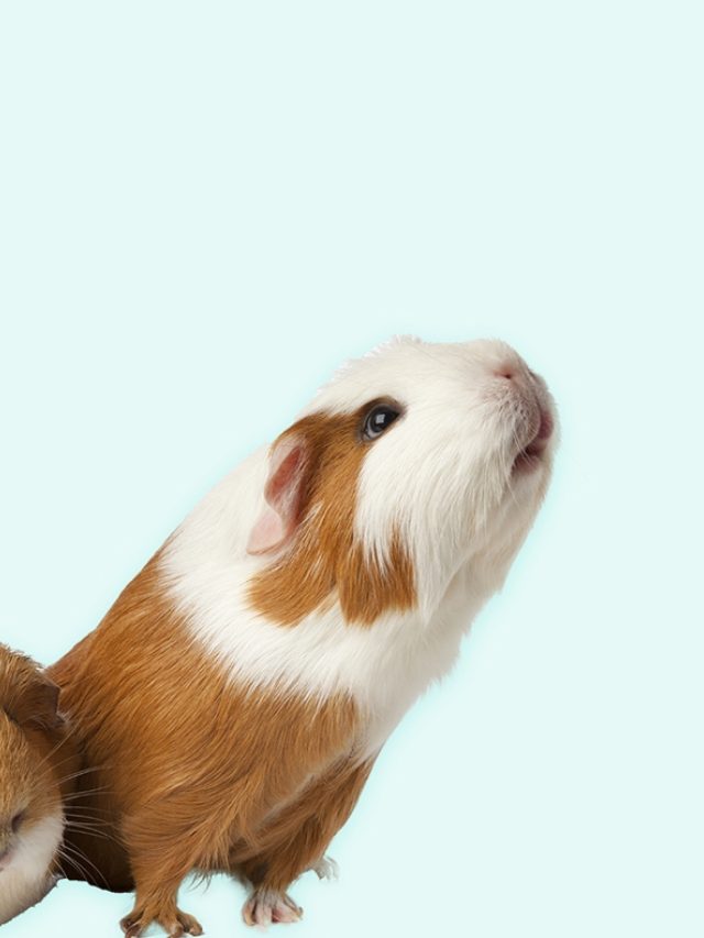 DMW header cavia3
