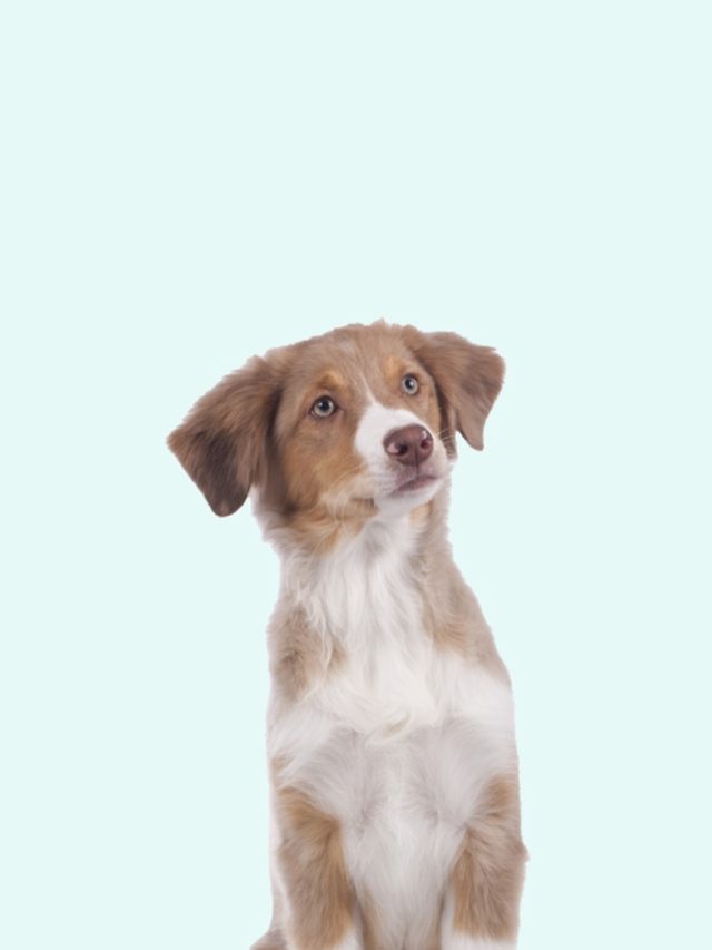 DMW header hond