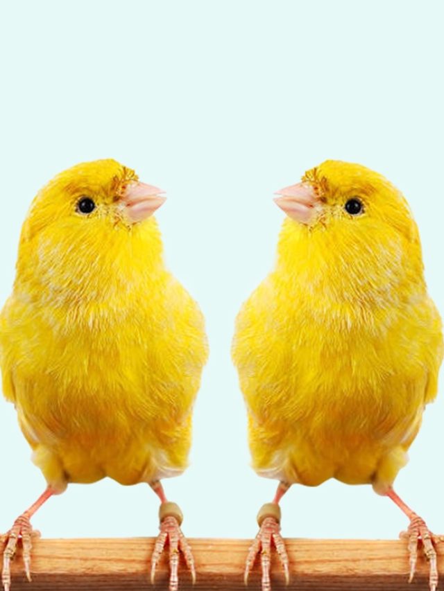 DMW headerkanarie2