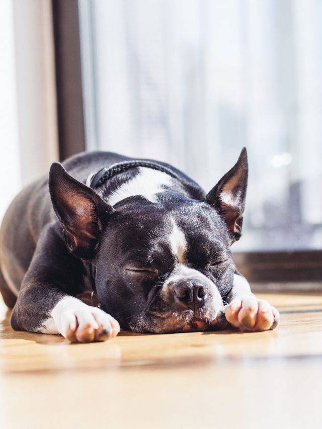 Kies voor een gezond ras als hond